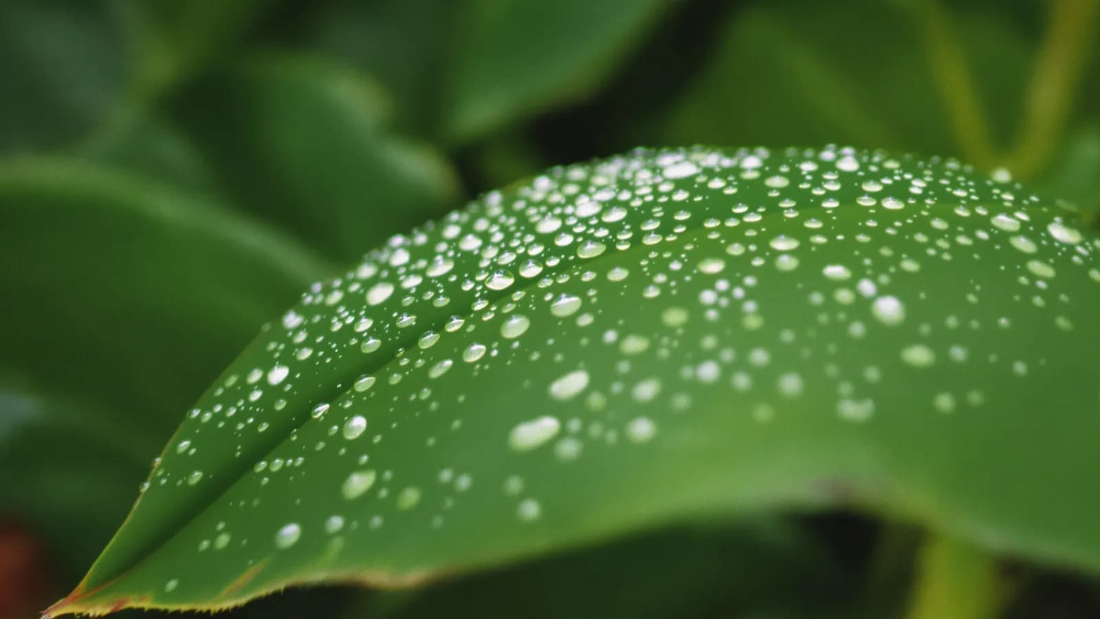 Dew drops on a large tropical green leaf at dawn