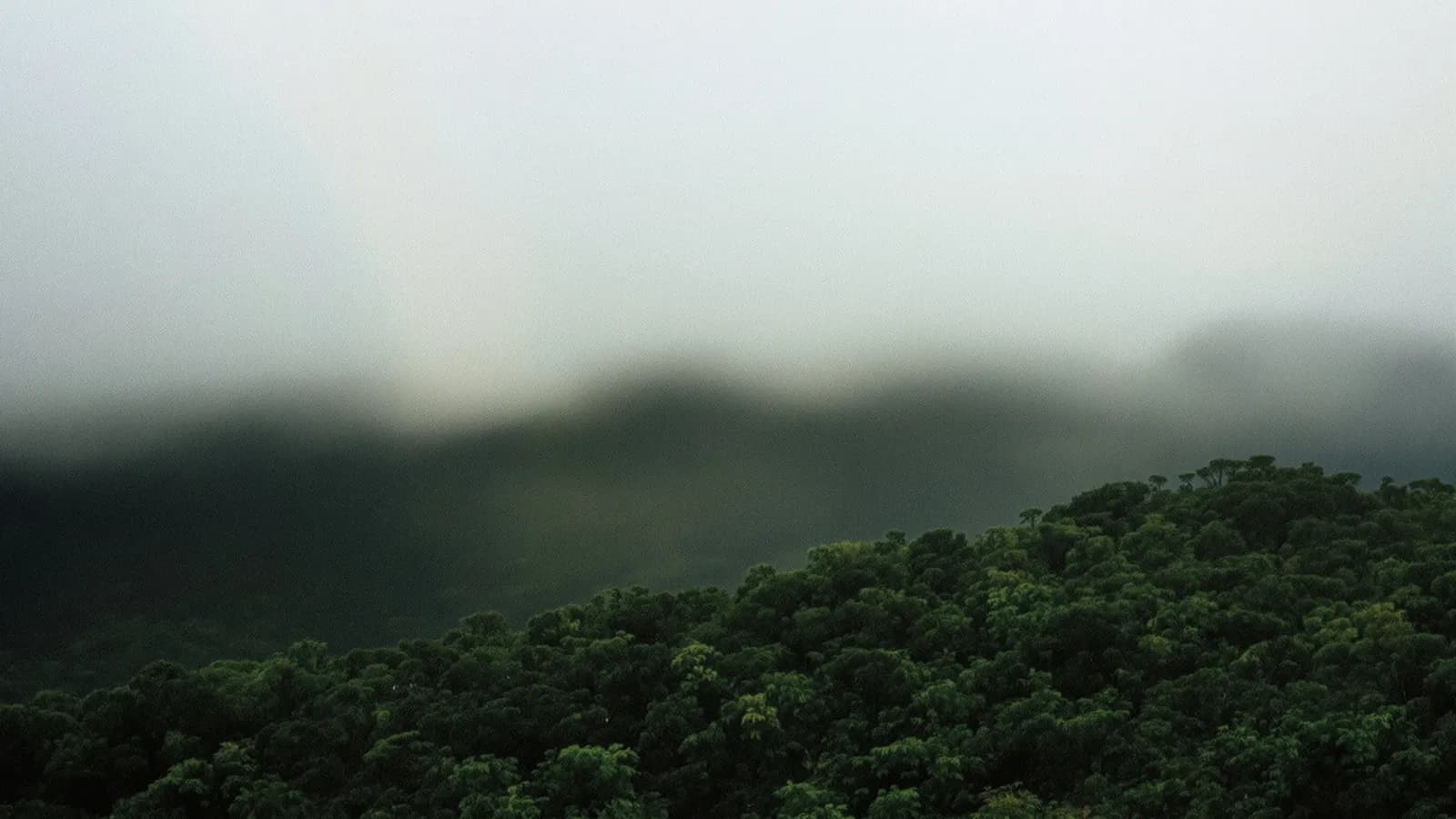 Rainforest ridge under low monsoon cloud at first light