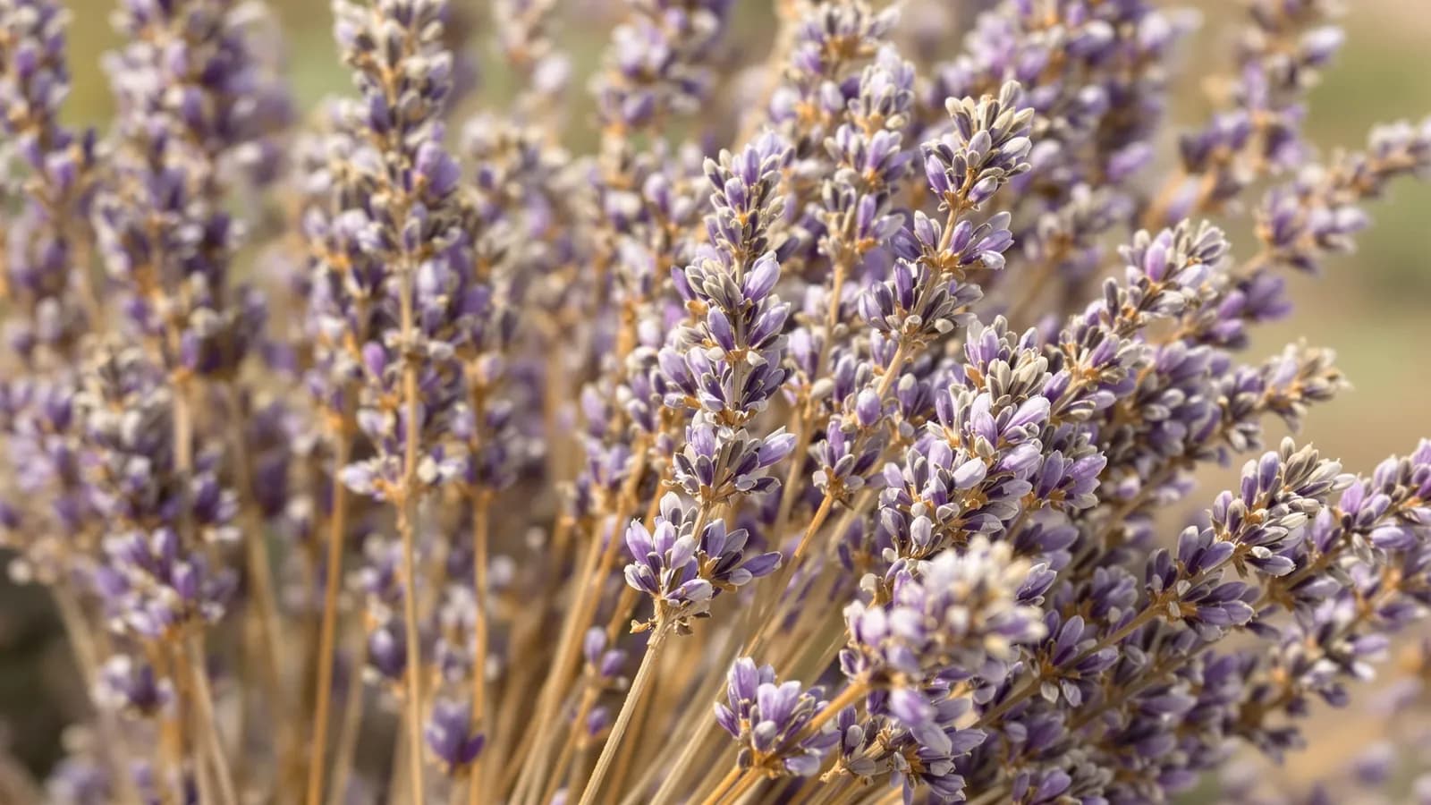 Extreme macro close-up of dried lavender stems and seed heads in warm afternoon light, soft violet and ochre tones, very shallow depth of field