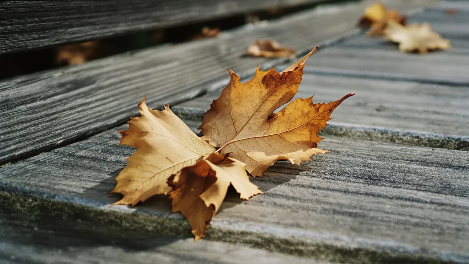 Three dry curled autumn leaves on weathered grey wooden steps, one catching low morning light