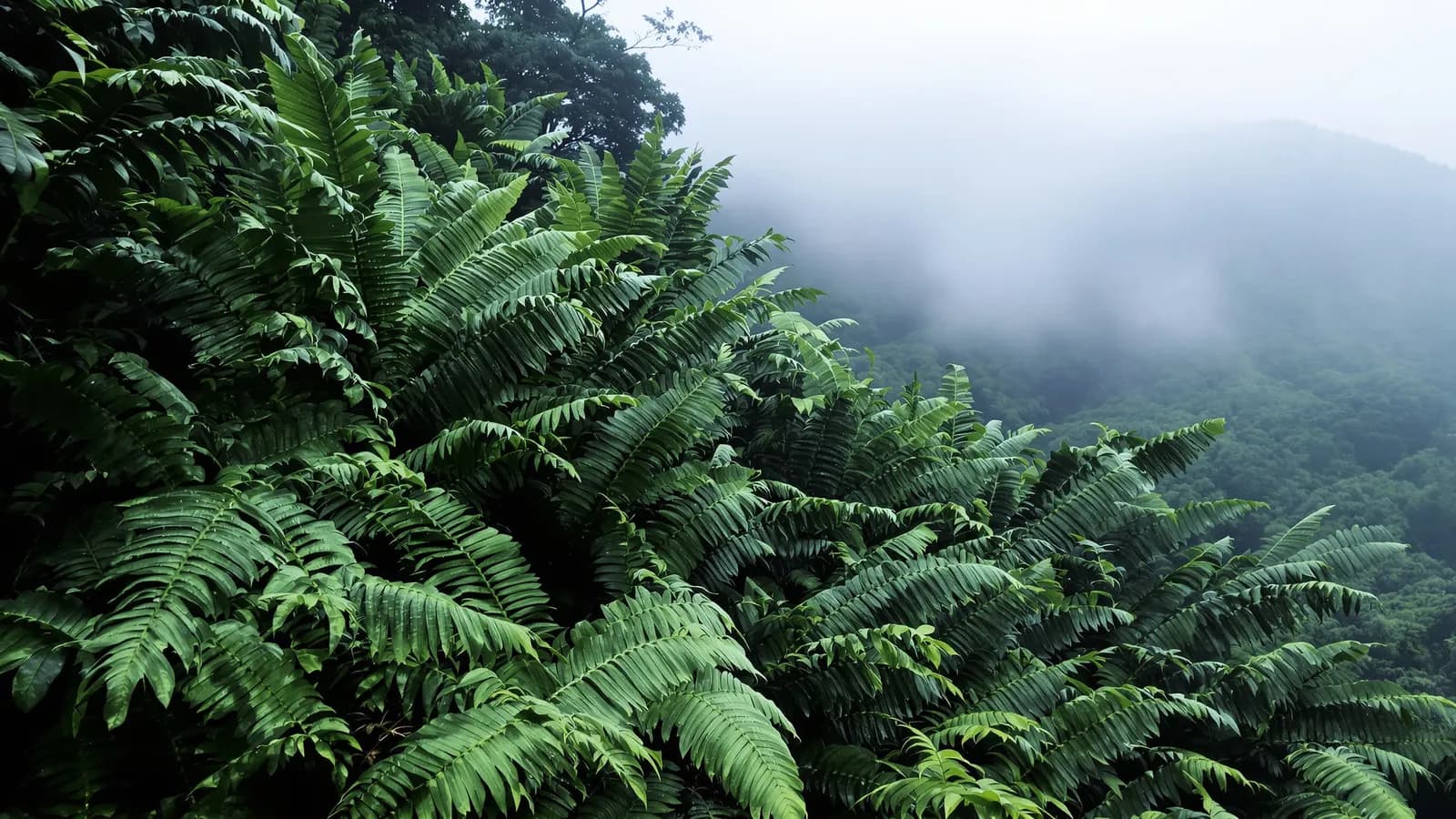 Dense wet fern fronds and subtropical foliage in the foreground of a steep green hillside, low cloud drifting through the valley behind, cool overcast light