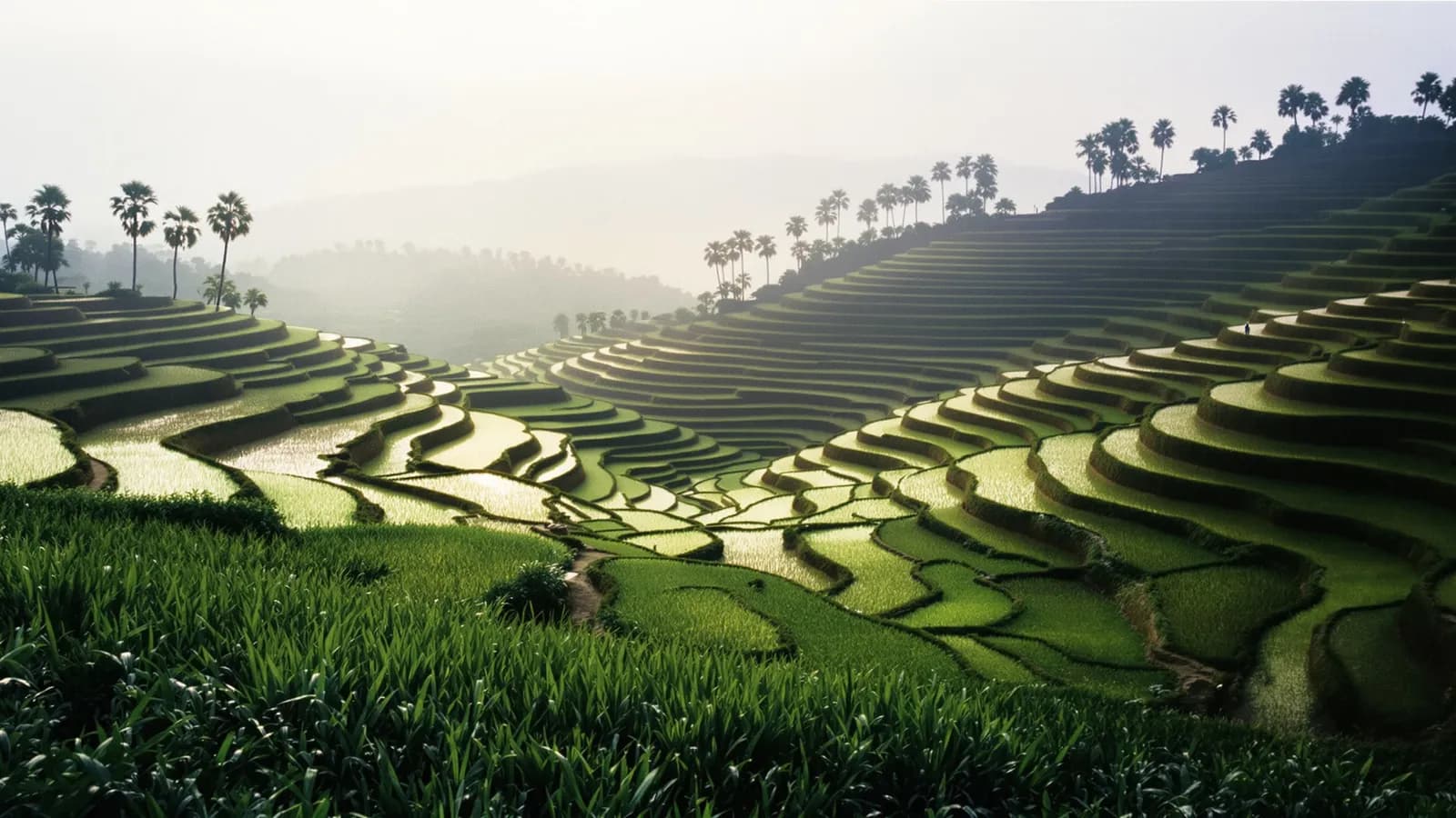Terraced rice fields in soft morning mist with palms along the ridge