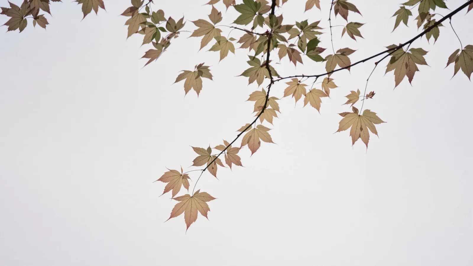 Autumn maple leaves against a soft grey sky, shallow focus