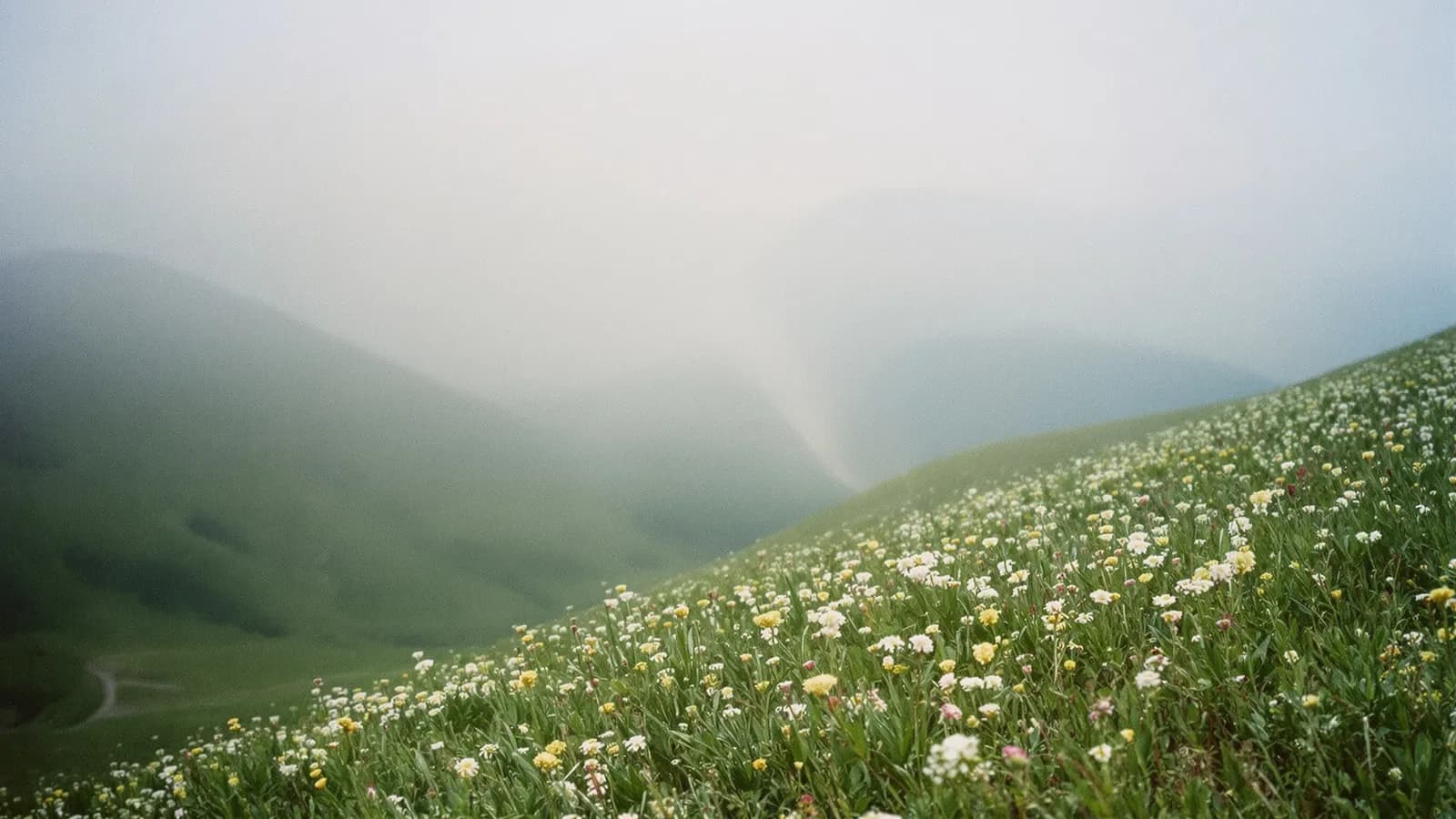 Steep alpine meadow slope with wildflowers in early morning mist