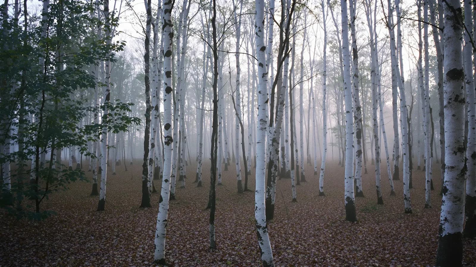 Quiet birch forest at dawn with low mist drifting between bare trunks