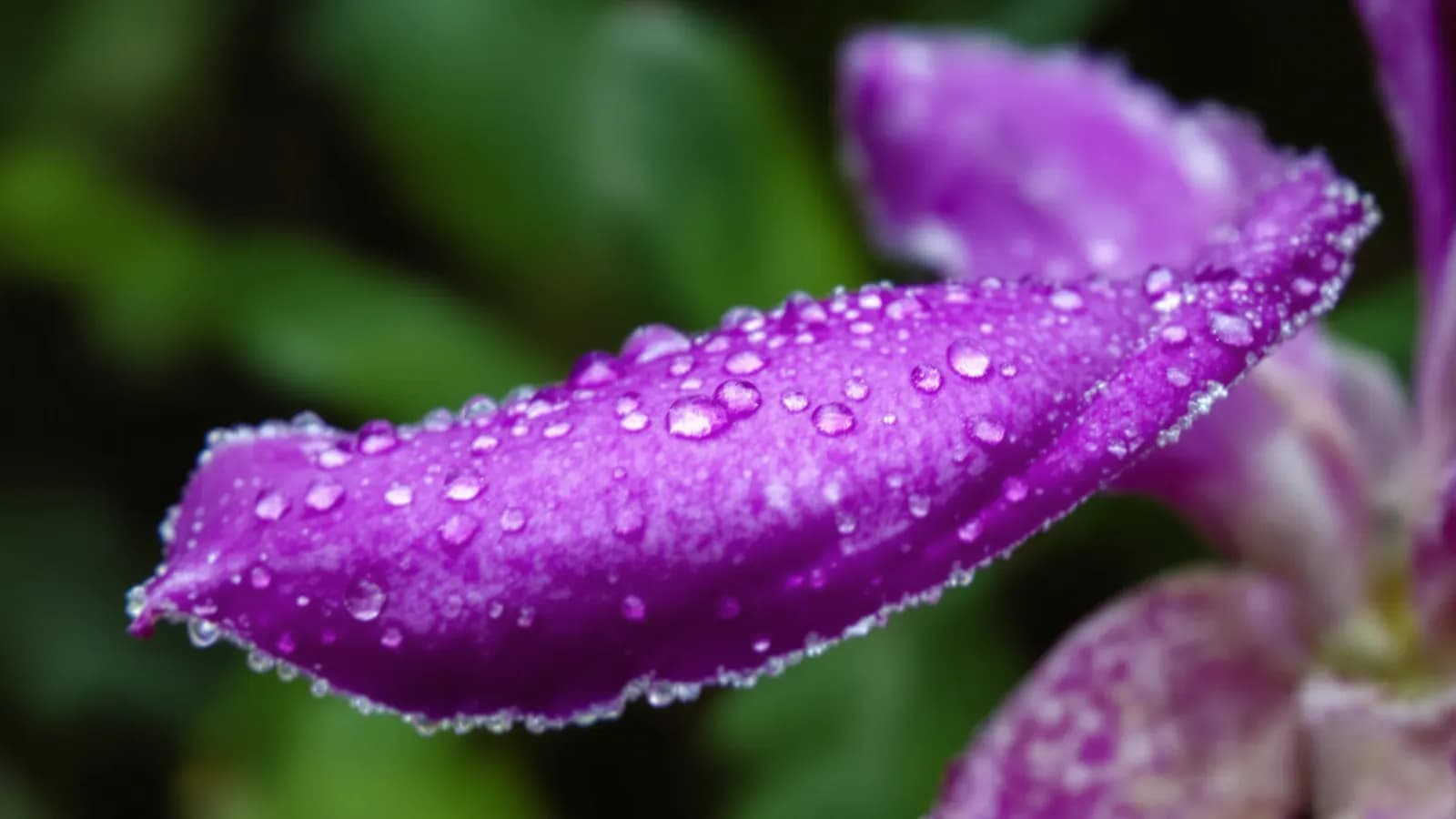 Extreme macro close-up of a violet Vanda orchid petal with dew droplets in soft morning light, shallow depth of field