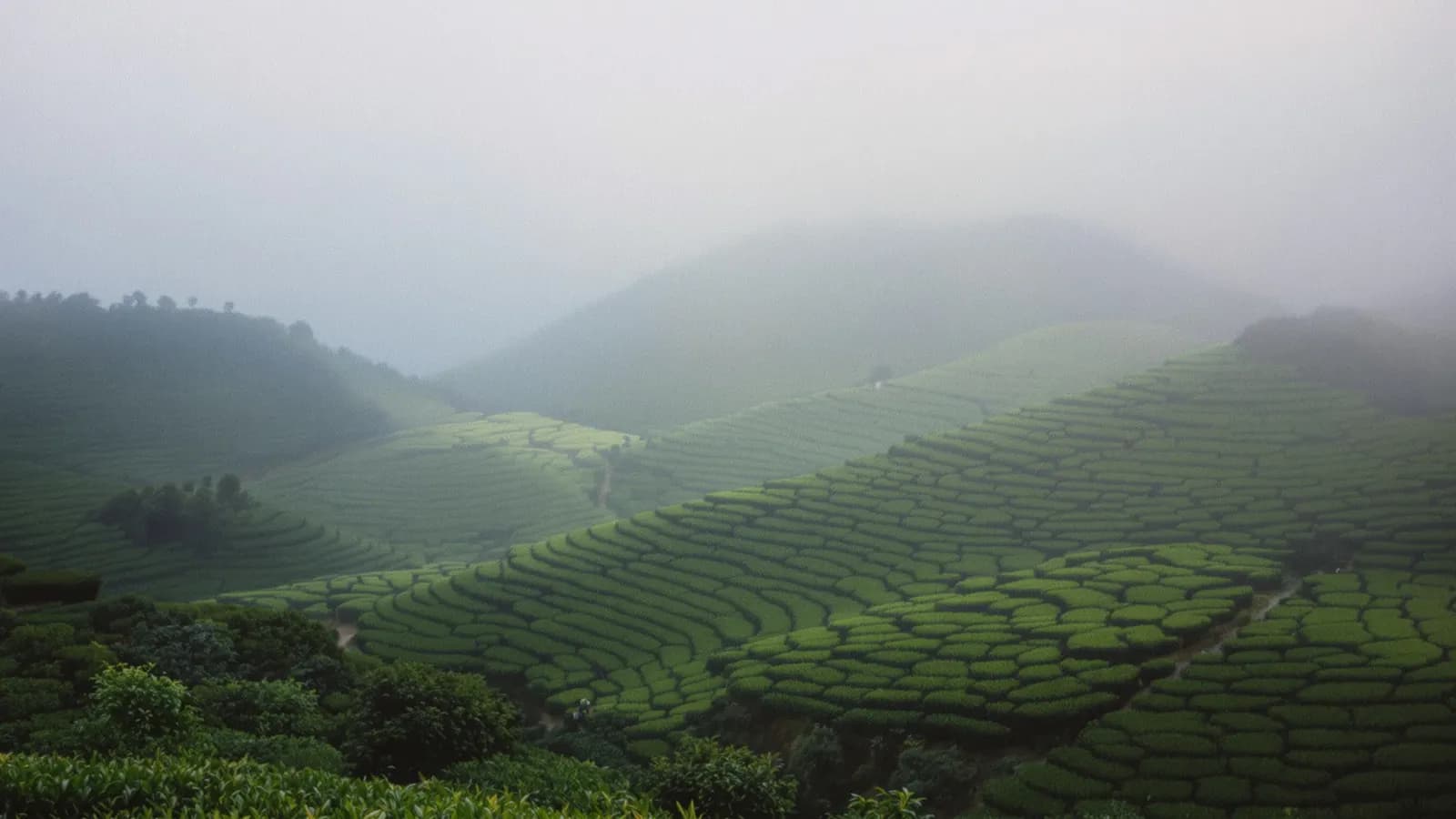 Tea terraces on a misty hillside at first light