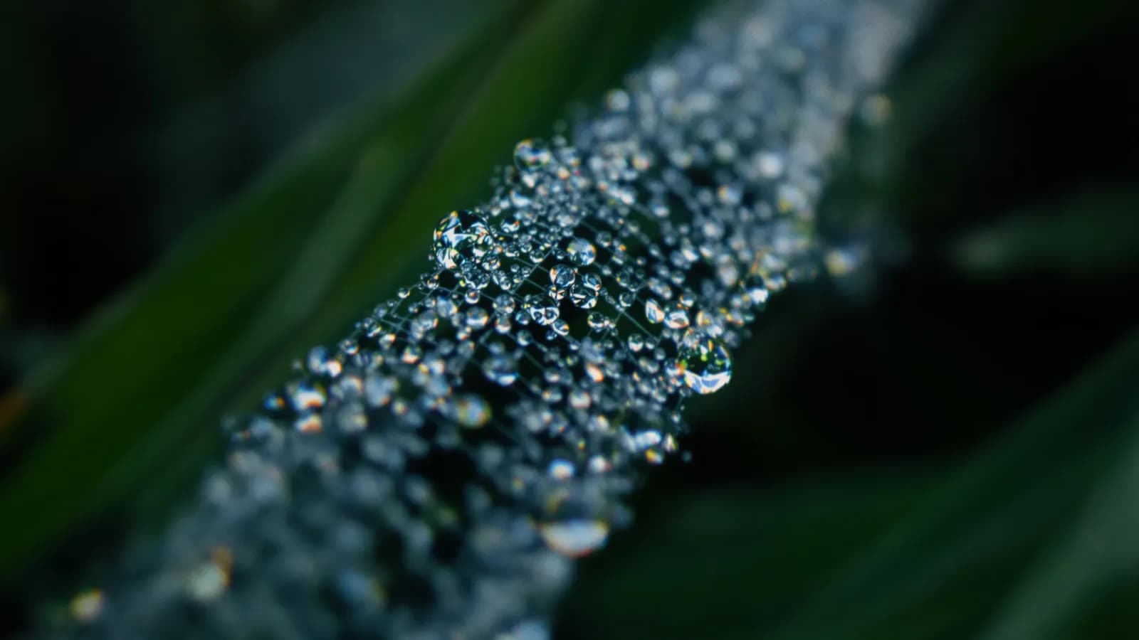 Extreme macro close-up of dew droplets strung along spider silk over a grass blade at dawn, dark blurred green background
